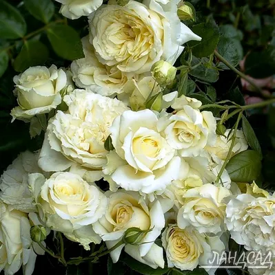 Прекрасное изображение розы эльф в png формате для загрузки