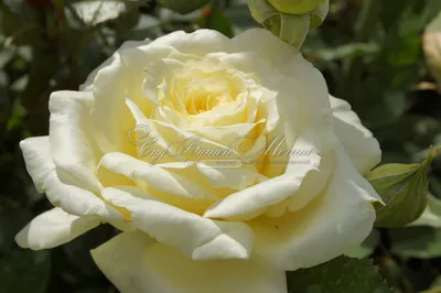 Восхитительная картинка розы эльф в png формате