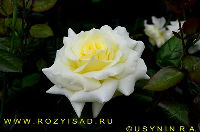 Невероятное изображение розы эльф в webp формате