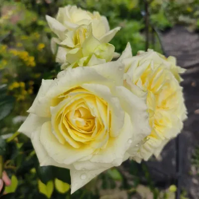 Прелестные розы эльф: фото в формате jpg