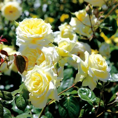 Удивительное изображение розы эльф в формате webp