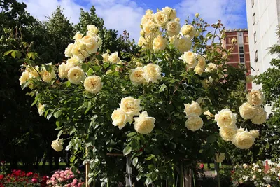 Великолепные розы эльф, доступные для скачивания в формате jpg