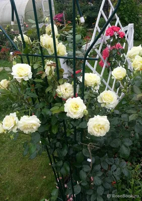 Великолепная фотография розы эльф в png формате