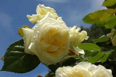 Чарующее изображение розы эльф в формате webp