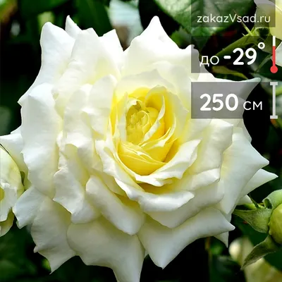 Очаровательные розы эльф: фото в формате jpg