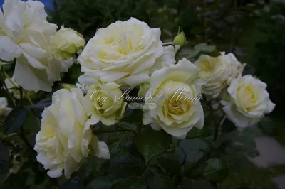 Уникальное изображение розы эльф в формате webp