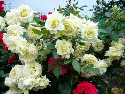 Волшебная картинка розы эльф: фото в jpg формате