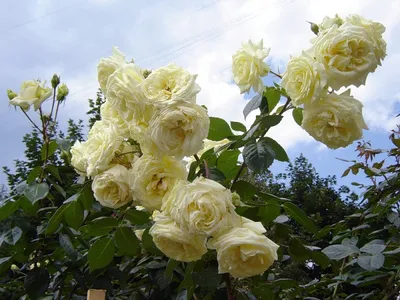 Привлекательная фотография розы эльф в png формате
