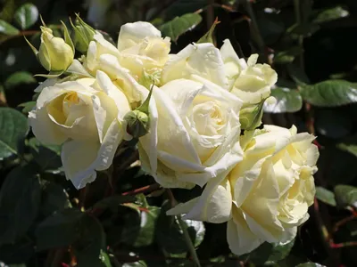 Удивительное изображение розы эльф в формате webp для загрузки