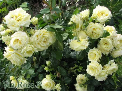 Прекрасное изображение розы эльф в png формате