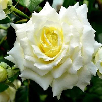Красивая роза эльф на фото в jpg формате