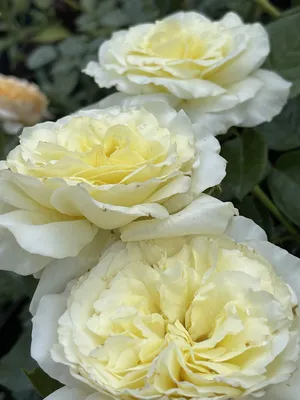 Уникальная картинка розы эльф в формате webp