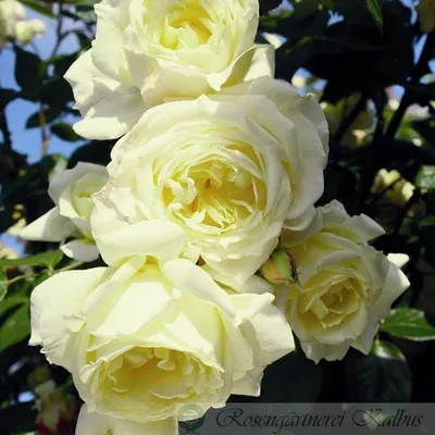 Привлекательные розы эльф на фото, доступные для скачивания в формате jpg