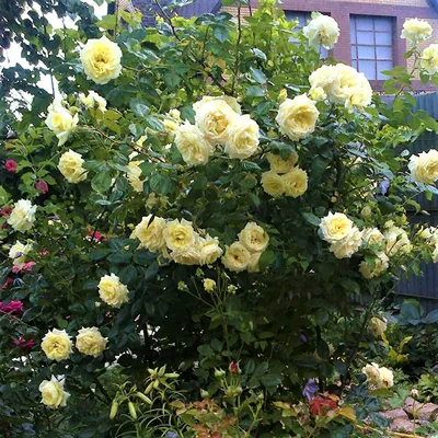 Уникальные фото розы эльф в webp формате