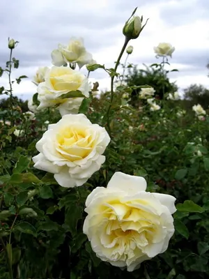 Изображение розы элины: выбор формата для скачивания