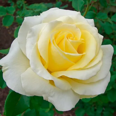 Выбор размера и формата для скачивания фото розы элины