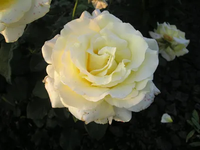 Фотография розы элины: выберите формат и размер скачиваемого изображения