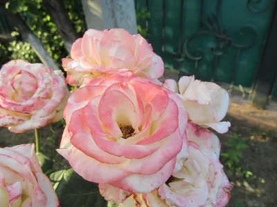 Фотка розы элины: выберите нужное изображение и формат