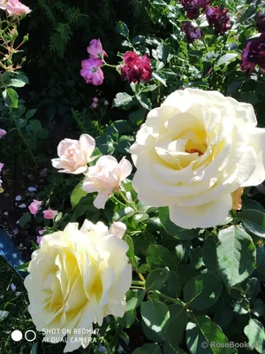 Изображение розы элины: выбор формата и размера для скачивания