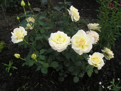 Выбор размера и формата для скачивания фотографии розы элины