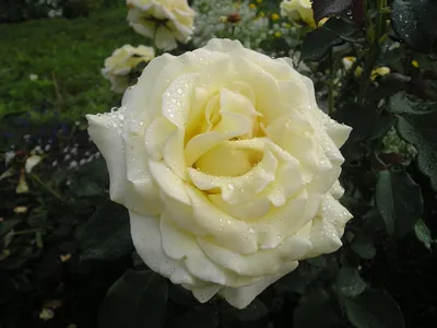 Фотография розы элины: выберите формат и размер для скачивания