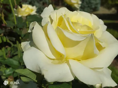 Изображение розы элины: выберите формат и размер для скачивания