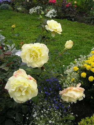 Изображение розы элины: выбор нужного формата и размера
