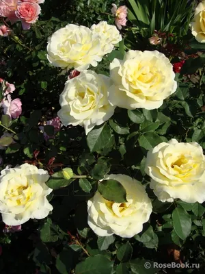 Фотография розы элины: выберите нужный размер для скачивания
