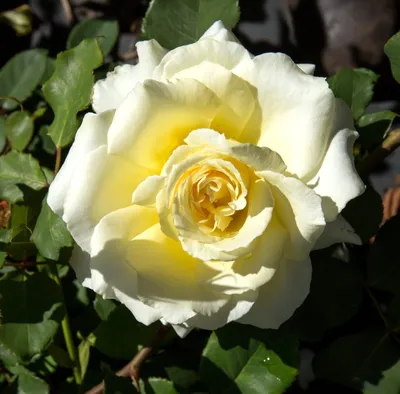 Скачать изображение розы элины: подходящий размер и формат