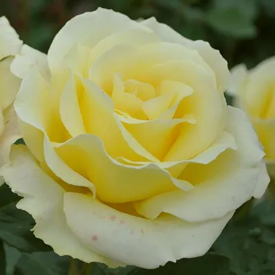 Изображение розы элины: выберите формат и размер