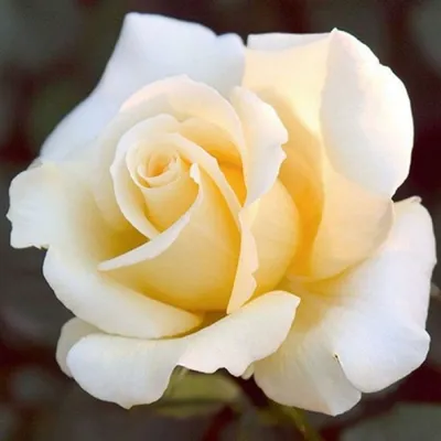 Фотка розы элины: выберите нужное изображение и формат