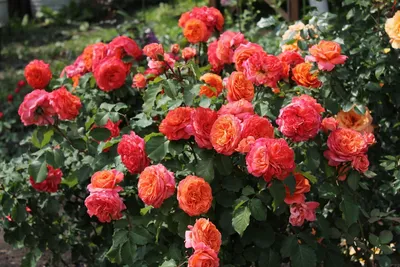 Роза эмильен гийо в формате jpg для скачивания