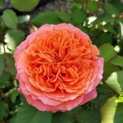 Картинка розы эмильен гийо для скачивания в jpg формате