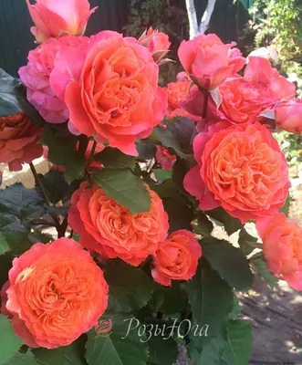Фотография розы эмильен гийо в формате webp