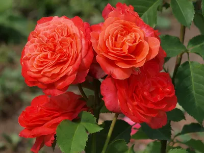Изображение розы эмильен гийо с возможностью выбора размера и формата