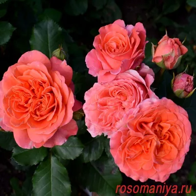 Фото розы эмильен гийо в высоком разрешении