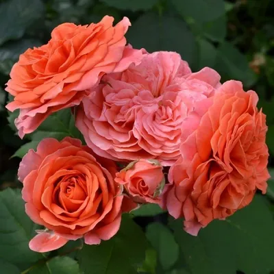 Изображение розы эмильен гийо в png формате