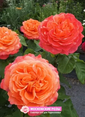 Фотография розы эмильен гийо в формате jpg, png и webp