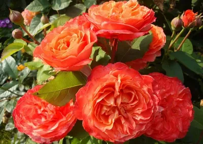 Фото розы эмильен гийо в формате webp