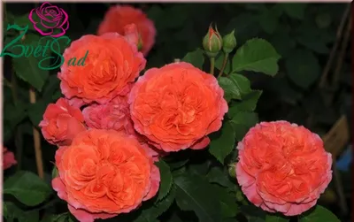 Фото розы эмильен гийо в формате jpg с высоким качеством