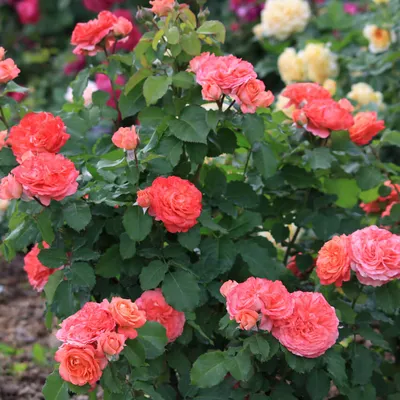 Изображение розы эмильен гийо в webp формате