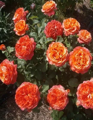Фотография розы эмильен гийо в jpg, png и webp форматах