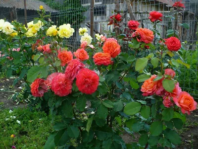 Фото розы эмильен гийо в формате jpg и png с высоким разрешением