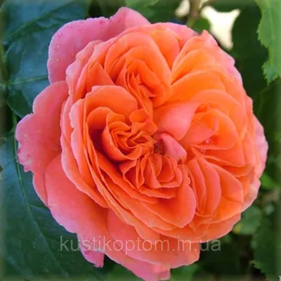 Фотка розы эмильен гийо для скачивания в png формате с возможностью выбора размера