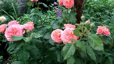 Фото розы эмильен гийо в высоком качестве и jpg формате