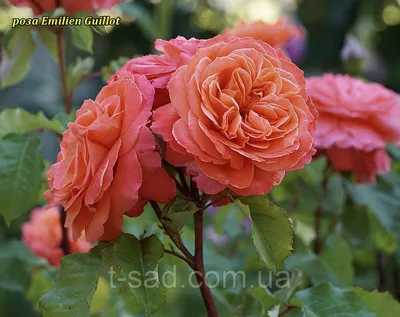 Изображение розы эмильен гийо в webp формате для загрузки