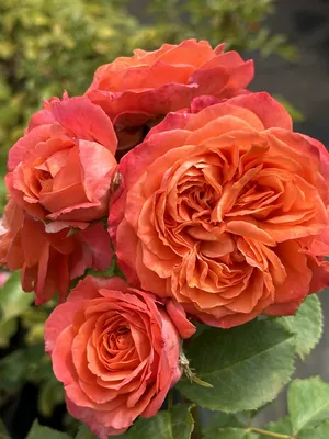Фотография розы эмильен гийо в различных форматах: jpg, png, webp