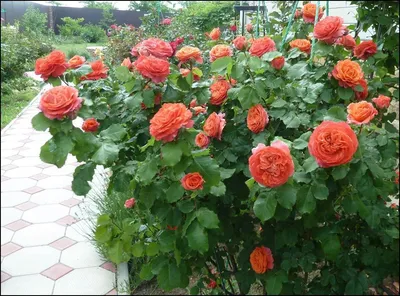 Картинка розы эмильен гийо с возможностью выбора размера