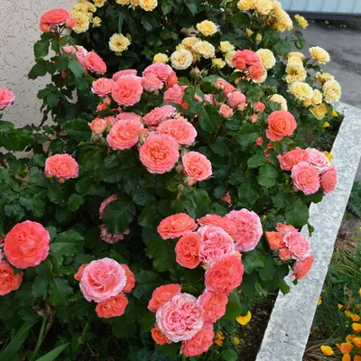Фотка розы эмильен гийо для скачивания в png формате с высоким качеством