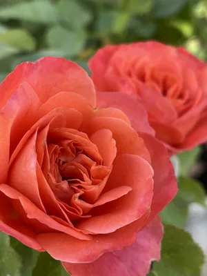 Фото розы эмильен гийо в высоком разрешении и jpg формате с эффектом макро